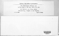 Ramularia urticae image